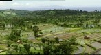 Bali rice fields