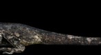 Gigalizard
