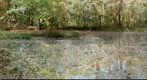 Ozark Pond