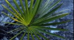 Palm Frond with Spider Web