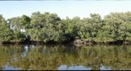 Florida Mangroves