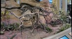 Dryosaurus Pursued