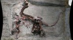 Camarasaurus lentus