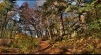 Native Flora Garden