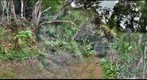 Manoa Cliff Trail #1