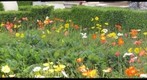 flowers in garden at balboa park