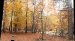 Bosque de Hayedo.Soria.