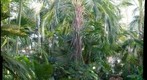 Como Park Conservatory, St. Paul, Minnesota