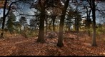 Native Flora Garden Pano late november