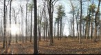 University of Guelph - Dairy Bush - 13 - Nov 18 2009 