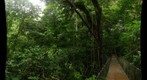 Costa Rica - Osa peninsula rainforest