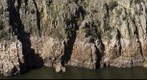 Nido de Cigüeña negra en Parque Nacional de Monfrague (Extremadura - Spain)