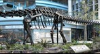 Diplodocus