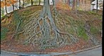Medusa Tree (Take II)