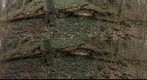 Auricularia mesenterica (3D-pano)
