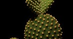Cactus Opuntia microdasys