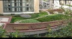 Doherty Hall Green Roof