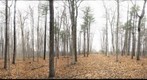 University of Guelph - Dairy Bush - 14 - Nov 26 2009 
