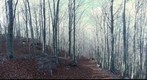 Autumn in Montseny