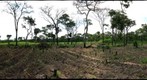 Tobacco Field in Chimp Habitat