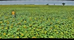 Sunflower Pollination in North Dakota