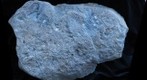 Starfish and crinoid block