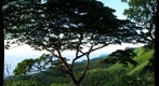 Tree, Gombe National Park
