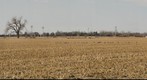 Sandhill Cranes, Platte River Valley