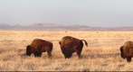 Bison reintroduced to El Uno Ecological Reserve, Janos, Chihuahua