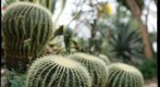 cacti at Phipps Conservatory, focal depth 1 of 5