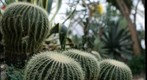 cacti at Phipps Conservatory, focal depth 2 of 5