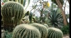 cacti at Phipps Conservatory, focal depth 3 of 5