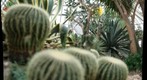 cacti at Phipps Conservatory, focal depth 4 of 5