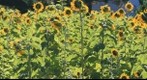 Backwards Sunflowers