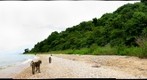 Baboon on beach