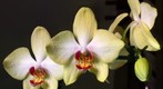 Phalaenopsis
