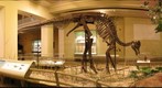 Corythosaurus Right
