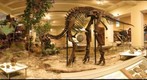 Corythosaurus Left