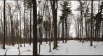 University of Guelph - Dairy Bush - 17 - Dec 16 2009 