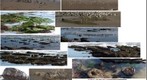 091214 Arroyo Burro Hendry beach sea stars birds grass PScs4 E3