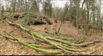 Fomes fomentarius #2
