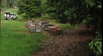 Honey Bee Hives in Macadamia Orchard