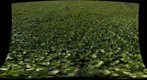 dollarweed field