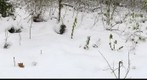 Snowy Scenery
