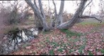 Sycamore by the Creek Right 