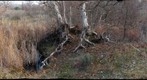 Sycamore Root RIght image