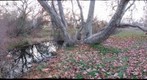 Syvamore by the Creek Left