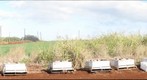 Pollinating Crops on Oahu