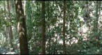 Mossman Gorge, walkway (left eye)