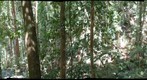 Mossman Gorge, walkway (right eye)